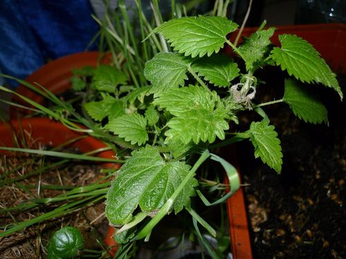 Фото отзыв 1